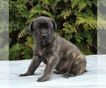Small Photo #4 Mastiff Puppy For Sale in MORGANTOWN, PA, USA