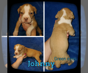 Olde English Bulldogge Puppy for sale in WHEELER, MI, USA