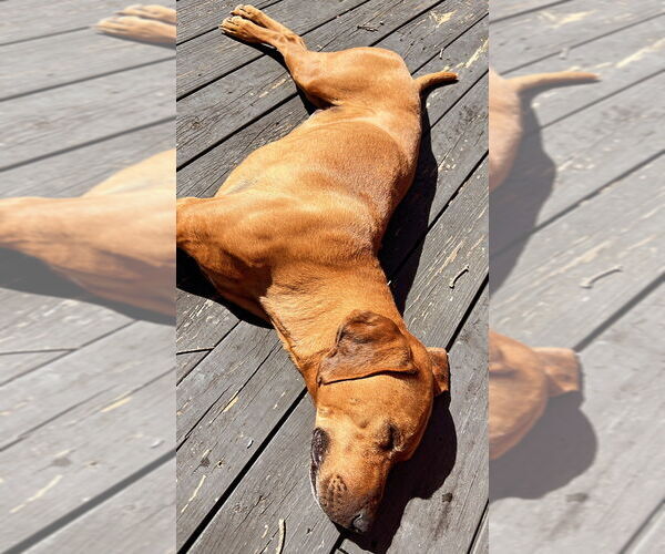 Medium Photo #2 Mutt Puppy For Sale in Candler, NC, USA
