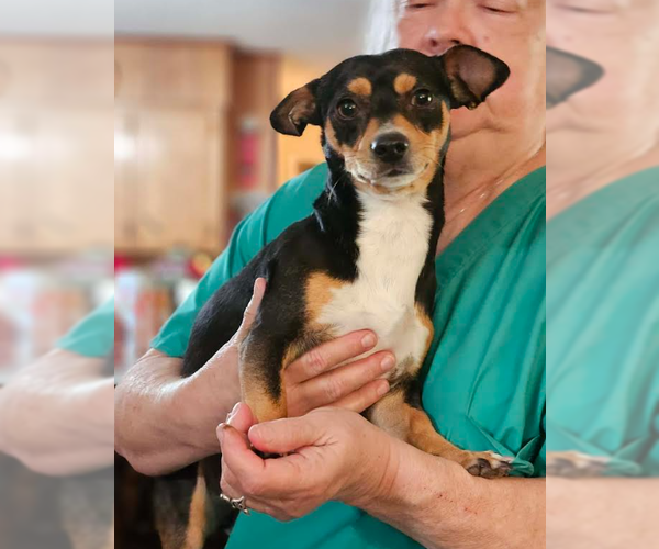 Medium Photo #2 Chihuahua-Unknown Mix Puppy For Sale in Cranston, RI, USA