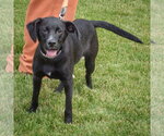 Small #8 German Shepherd Dog Mix