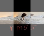 Puppy Male 5 German Shorthaired Pointer