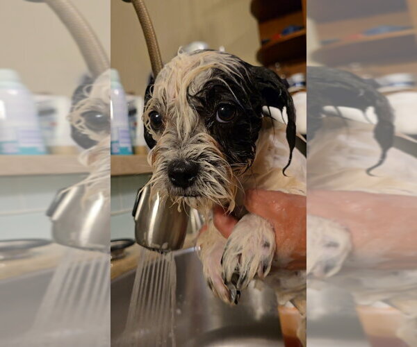 Medium Photo #2 Shih Tzu-Unknown Mix Puppy For Sale in Pacifica, CA, USA