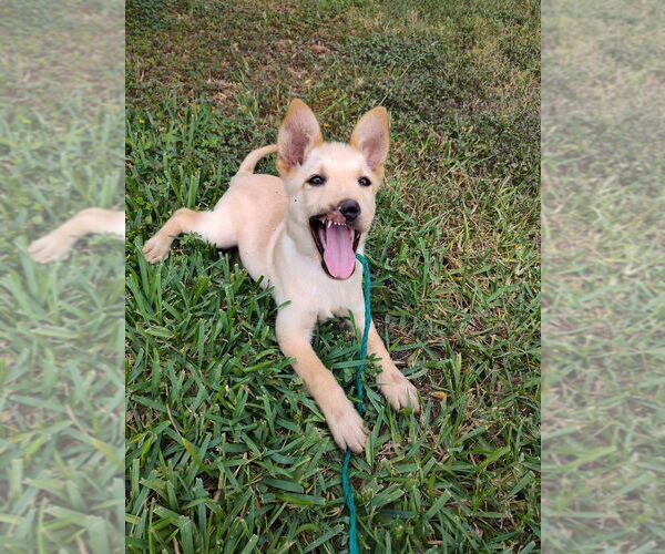 Medium Photo #9 Mutt Puppy For Sale in New York, NY, USA