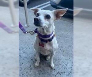 Jillie - Female Chihuahua-Unknown Mix Dog for Adoption - Photo #17