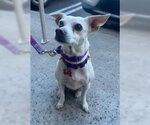 Small Photo #17 Chihuahua-Unknown Mix Puppy For Sale in San Diego, CA, USA