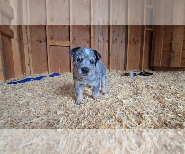 Medium Photo #5 Australian Cattle Dog Puppy For Sale in CURRAN, MI, USA