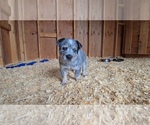 Small #3 Australian Cattle Dog
