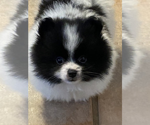 Pomeranian Puppy for sale in WINDHAM, NH, USA