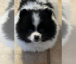 Small Pomeranian