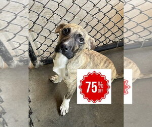 Labrador Retriever Dogs for adoption in Bolivar, MO, USA