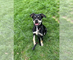 Boxer-German Shepherd Dog Mix Dogs for adoption in Aurora, IN, USA