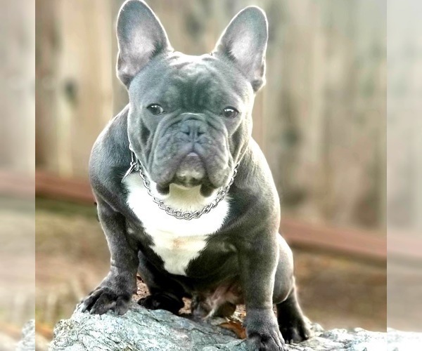 Medium Photo #1 French Bulldog Puppy For Sale in ATWATER, CA, USA