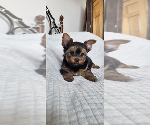 Yorkshire Terrier Puppy for sale in GREEN LAKE, WI, USA