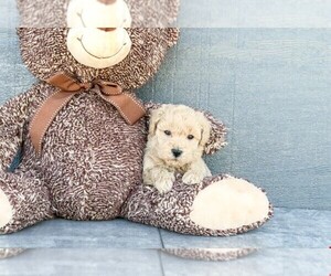 Poochon Puppy for sale in AMITY, NC, USA