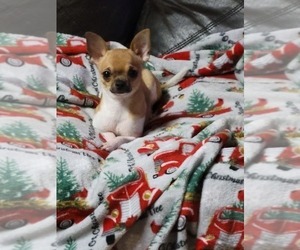 Father of the Chihuahua puppies born on 08/11/2026