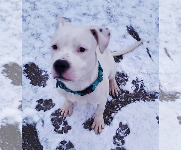 Medium Photo #6 American Bulldog-Unknown Mix Puppy For Sale in Strongsville, OH, USA