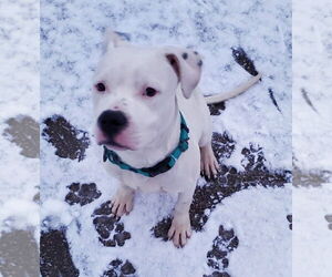 Oreo - Male American Bulldog-Unknown Mix Dog for Adoption - Photo #6