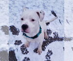 Small #5 American Bulldog Mix