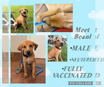 Small American Pit Bull Terrier-Labrador Retriever Mix