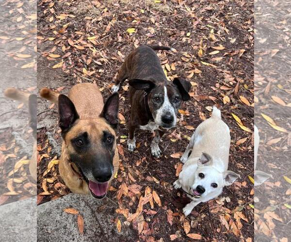 Medium Photo #5 Mutt Puppy For Sale in San Jose, CA, USA