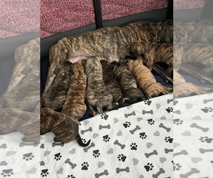 Mastiff Puppy for sale in GEORGETOWN, KY, USA