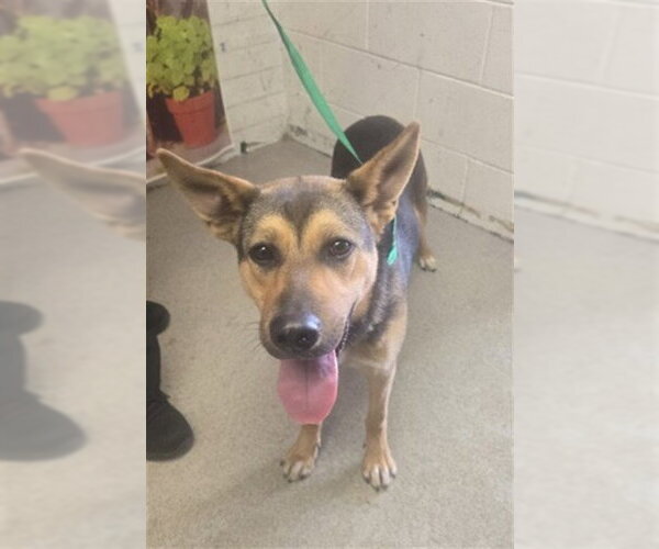 Medium Photo #1 German Shepherd Dog-Unknown Mix Puppy For Sale in San Bernardino, CA, USA