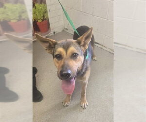 German Shepherd Dog-Unknown Mix Dogs for adoption in San Bernardino, CA, USA