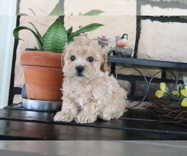 Medium Photo #4 ShihPoo Puppy For Sale in CANTON, OH, USA