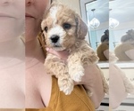 Puppy 4 Cavapoo