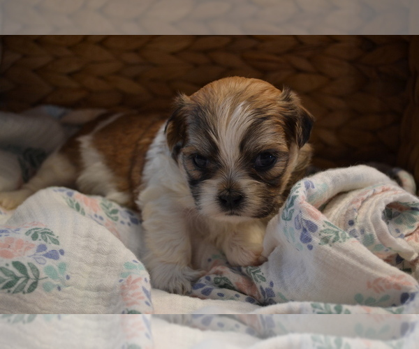 Medium Photo #3 Mal-Shi Puppy For Sale in GREENWOOD, WI, USA