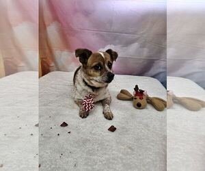 Rat-Cha Dogs for adoption in Metairie, LA, USA