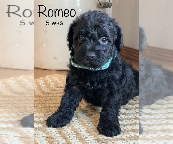 Medium Photo #2 Schnoodle (Miniature) Puppy For Sale in LARCHWOOD, IA, USA