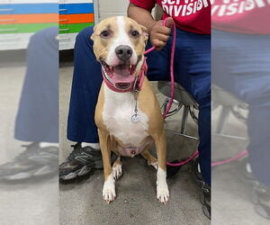Greyhound-Labrador Retriever Mix Dogs for adoption in Forestville, MD, USA