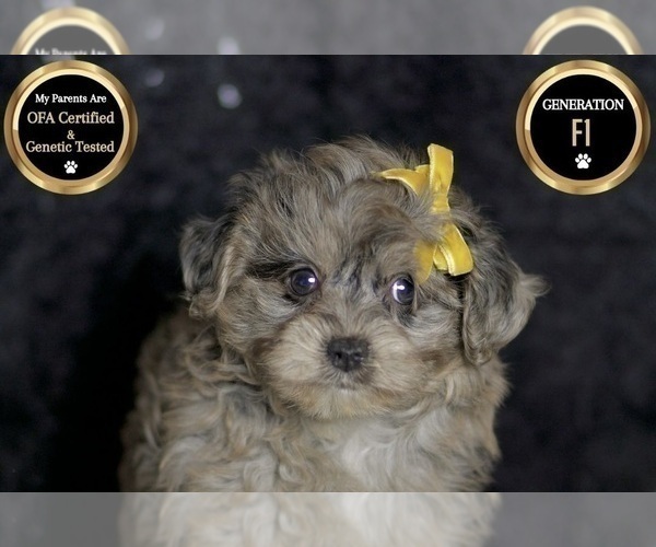 Medium Photo #87 YorkiePoo Puppy For Sale in WARSAW, IN, USA