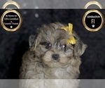 Small Photo #87 YorkiePoo Puppy For Sale in WARSAW, IN, USA