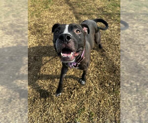 Medium Photo #2 Mutt Puppy For Sale in Louisville, KY, USA