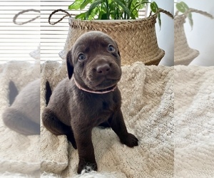 Labrador Retriever Puppy for sale in CAMBRIDGE, OH, USA