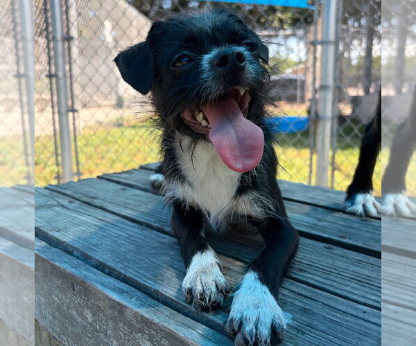 Medium Photo #2 Border Terrier-Chihuahua Mix Puppy For Sale in Rockaway, NJ, USA