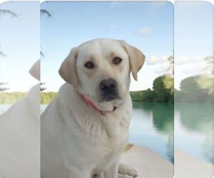 Mother of the Labrador Retriever puppies born on 03/11/2025