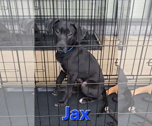 Jax - Male Siberian Husky-Unknown Mix Dog for Adoption - Photo #15