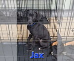 Small #14 Labrador Retriever Mix