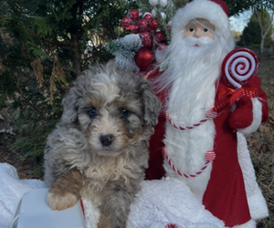 Medium Bernedoodle (Miniature)