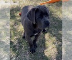 Small Photo #7 Cane Corso Puppy For Sale in RIVERSIDE, CA, USA