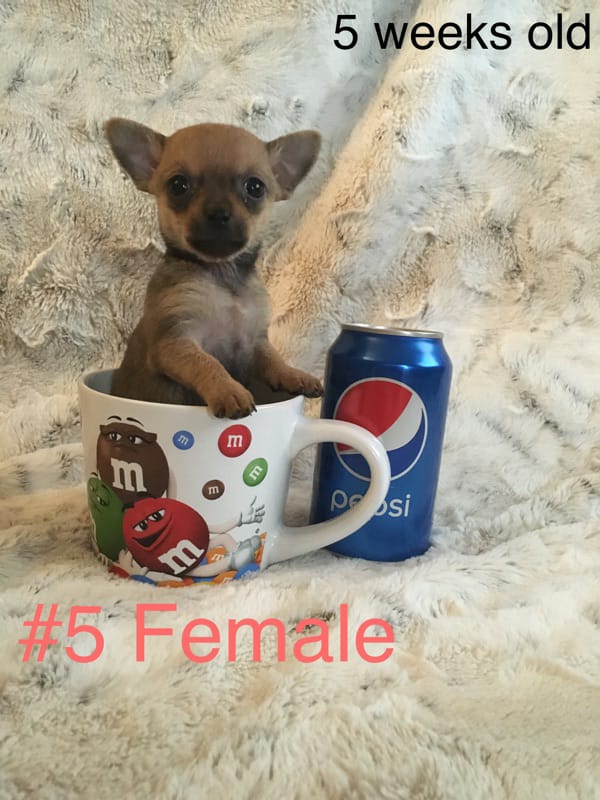 Medium Photo #1 Chihuahua Puppy For Sale in PHILLIPSBURG, KS, USA
