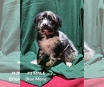 Small Photo #11 Australian Shepherd Puppy For Sale in CLARKSVILLE, TX, USA