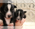 Small Photo #21 Australian Shepherd Puppy For Sale in STAFFORD, VA, USA