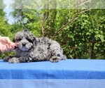 Small #3 Poodle (Toy)