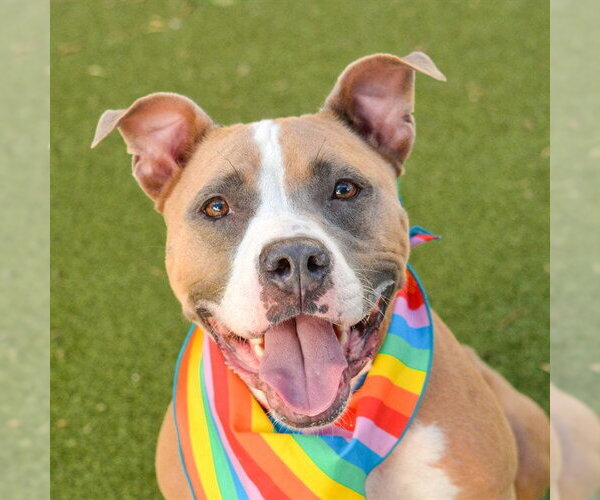 Medium Photo #3 American Staffordshire Terrier Puppy For Sale in Fort Lauderdale, FL, USA