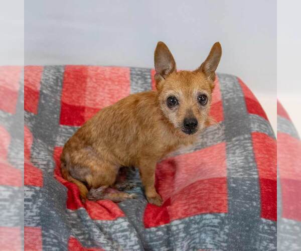 Medium Photo #3 Chihuahua Puppy For Sale in Kennesaw, GA, USA